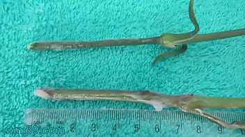 japanese gyno anybunny