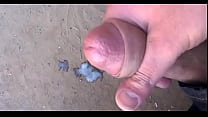 Iraqi Cock 2017
