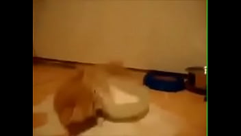Nya Nya