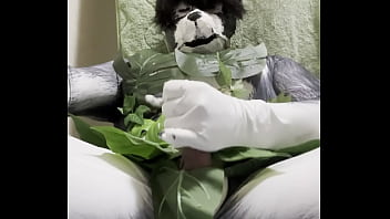 Fat husky leefbikini Fat husky leefbikini