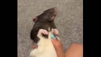 Colby this rat is so full of personality i love him so much he’s such a good rodent Colby this rat is so full of personality i love him so much he’s such a good rodent