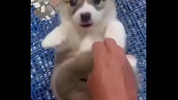 小狗子 小狗子