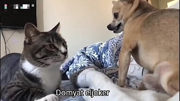 فيديو التحقق فيديو التحقق