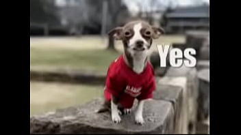 De perrito le gusta De perrito le gusta