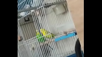 Alface pego na rapidinha com uma piriquita gostosa demais muito linda