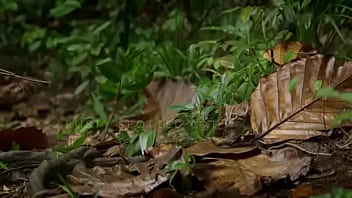 Pepitogalaxy chat content #127 videoplayback small may 16 2024