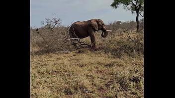 Hello la team je vous présente la 1ere partie de mon voyage en afrique du sud