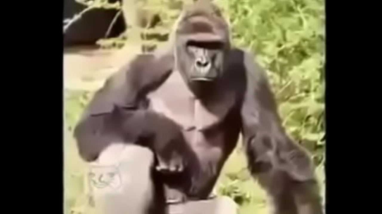 Gorilas culiando rico | bokeptube