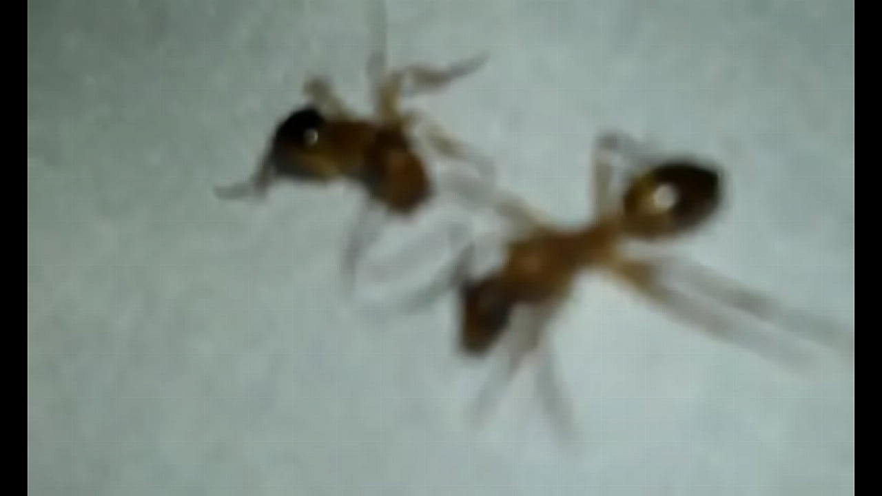 Formigas transando | bokeptube