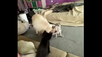 I love cats ️ mia was the best cat mom possible i rescued her pregnant from a bad household and she is such a