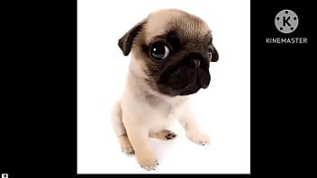Cachorro foda com uma trilha sonora pika