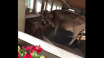 Fancy house with a sweet cow inside what’s the most unexpected thing you’ve found indoors #unexpectedfind #