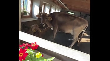 Fancy house with a sweet cow inside what’s the most unexpected thing you’ve found indoors #unexpectedfind #
