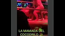 Cocodrila