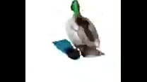 Pomni Animation