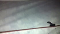 sloppy ebony blow
