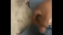 Soltando leitinho na favela
