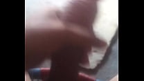 Salvadorean Cock