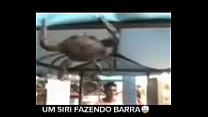 Senhor siri fazendo flexões enquanto narrador fala