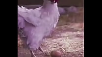 Bola, ovo de galinha