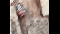 Insectos cogiendo