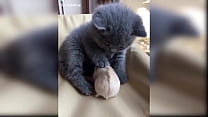 Cute Kitten Compilation 1