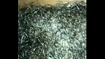 912 area hairy p