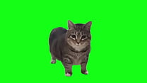 cute cat test for 1st upload