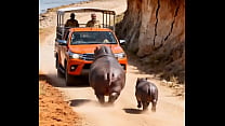 Hippo Attacking Safari Vehicle for a reason