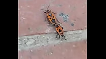 SEXO DE ZAPATEROS