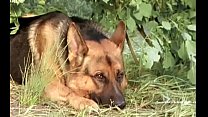 Sabine Petzl Kommissar Rex Ein moerderischer Sommer 1994