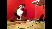 Foxy having some fun.