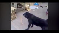 Dog Corinthians puto