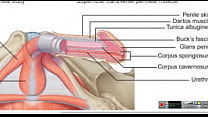 Increase Penis - Keeping PC Muscle Contracted