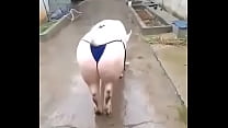 Thats a fine swine!