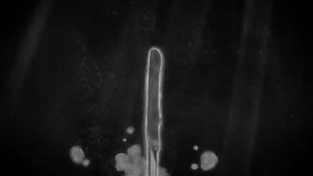 Pega Pega Dos Titan Safados thumbnail