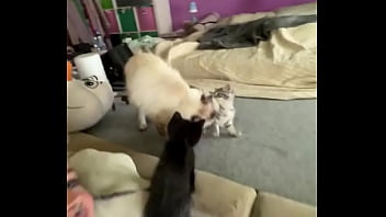 I love cats ️ mia was the best cat mom possible i rescued her pregnant from a bad household and she is such a