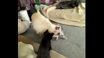 I love cats ️ mia was the best cat mom possible i rescued her pregnant from a bad household and she is such a