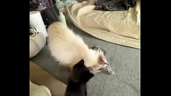 I Love Cats ️ Mia Was The Best Cat Mom Possible I Rescued Her Pregnant From A Bad Household And She Is Such A thumbnail