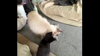 I love cats ️ mia was the best cat mom possible i rescued her pregnant from a bad household and she is such a I love cats ️ mia was the best cat mom possible i rescued her pregnant from a bad household and she is such a