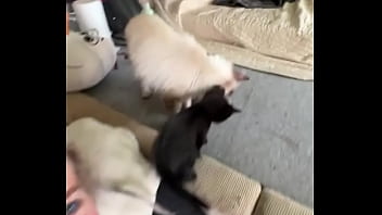 I love cats ️ mia was the best cat mom possible i rescued her pregnant from a bad household and she is such a