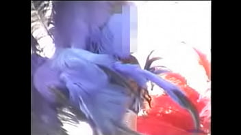 Jc　jk　jd　ダンス　おっぱい　胸揺れ　パンチラ　美しい女の子　祭り　サンバ　巨乳