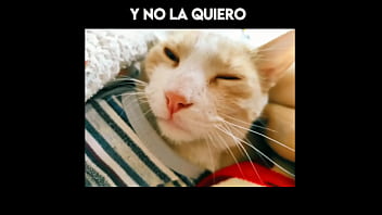 El Gato Kcheraso Pe De Sjl Se Corre En Todas Las ñofis thumbnail