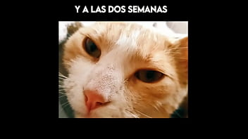 El gato kcheraso pe de sjl se corre en todas las ñofis