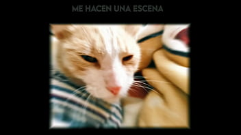 El gato kcheraso pe de sjl se corre en todas las ñofis