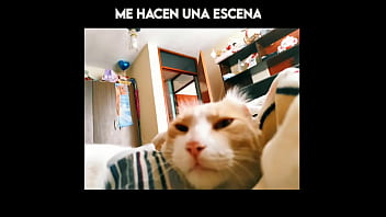 El gato kcheraso pe de sjl se corre en todas las ñofis