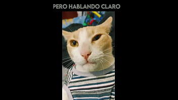 El Gato Kcheraso Pe De Sjl Se Corre En Todas Las ñofis thumbnail