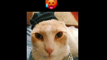 El gato kcheraso pe de sjl se corre en todas las ñofis