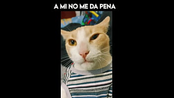 El gato kcheraso pe de sjl se corre en todas las ñofis