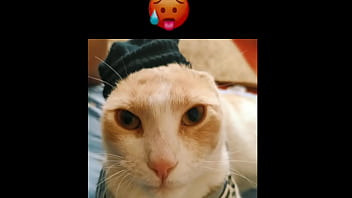 El Gato Kcheraso Pe De Sjl Se Corre En Todas Las ñofis thumbnail